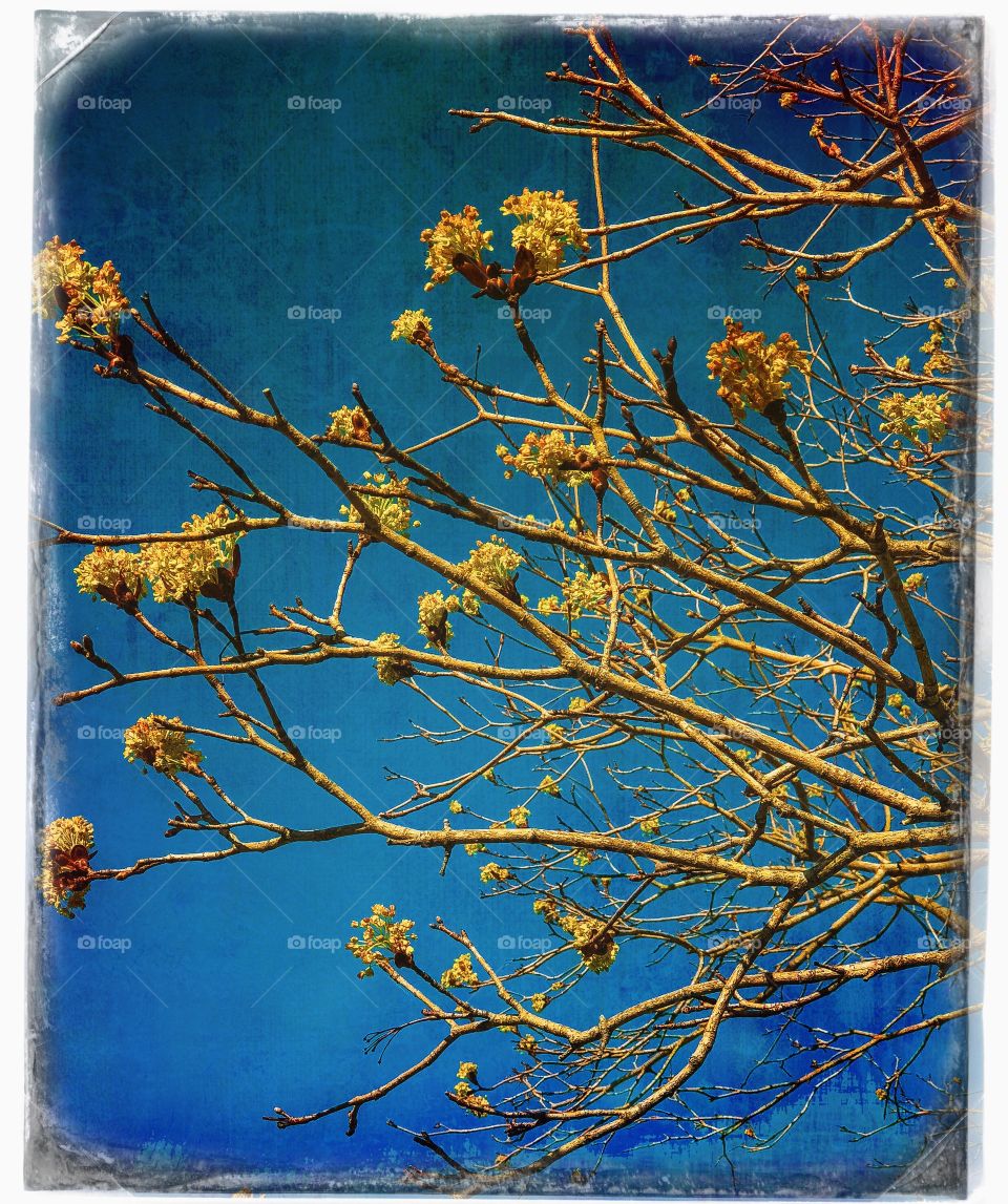 Blooming tree branches 