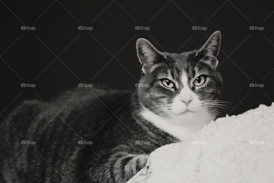 Cat, Pet, Feline, Black and White