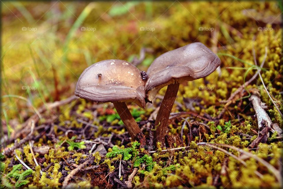 Mushroom close up background nature therapy amazing wildlife