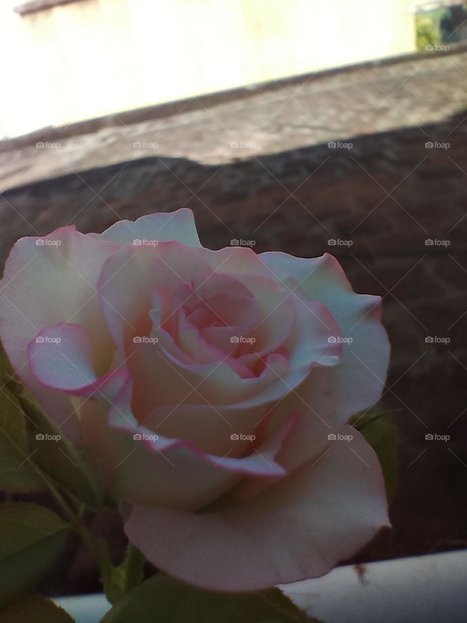 pink rose