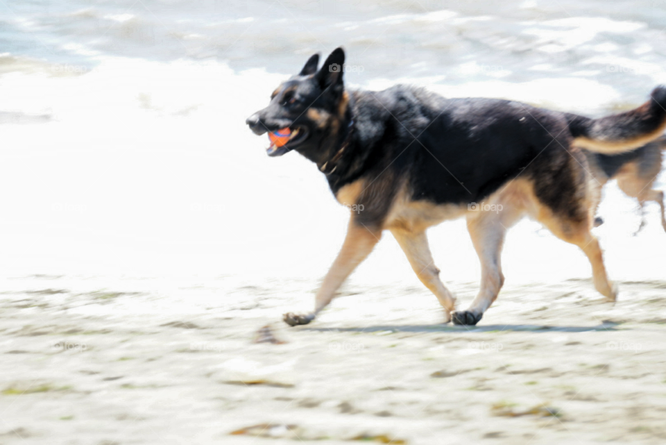 dog day of summer outdoor