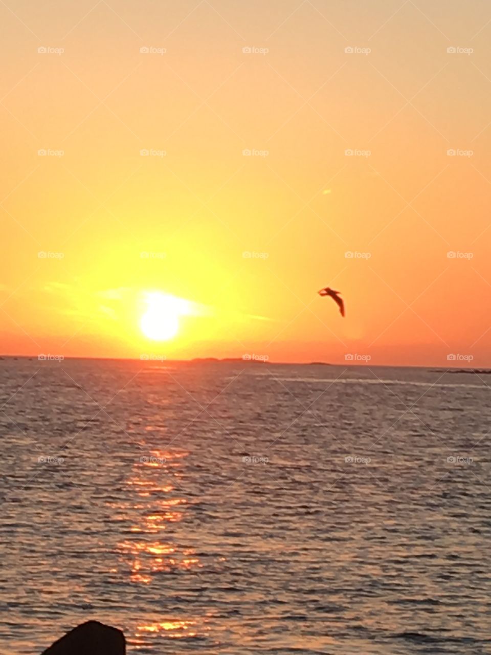 Seagull and du sunset.