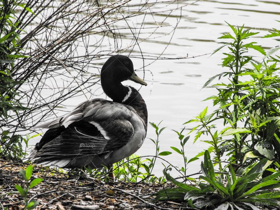 Mallard duck at the pond