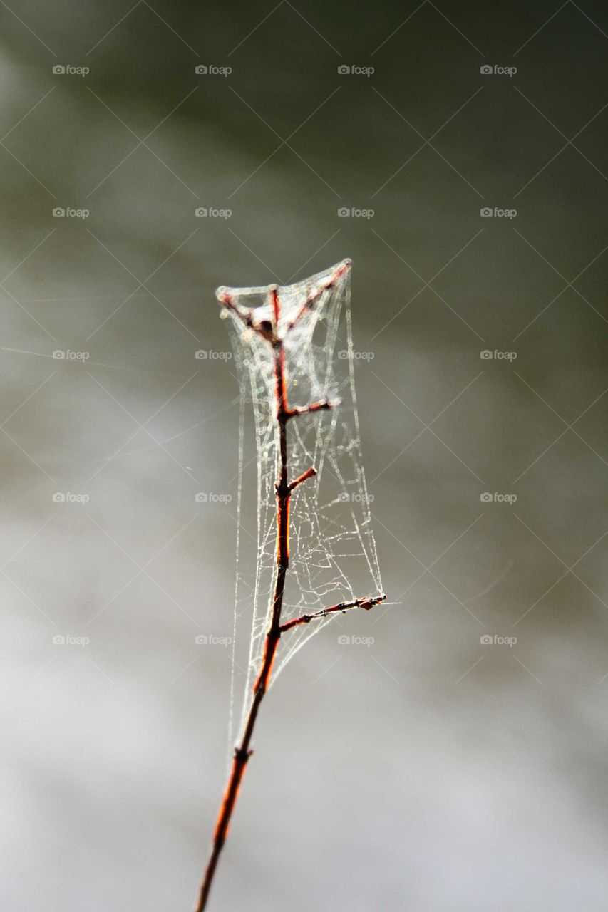 entrapped branch, encased in a spider web.