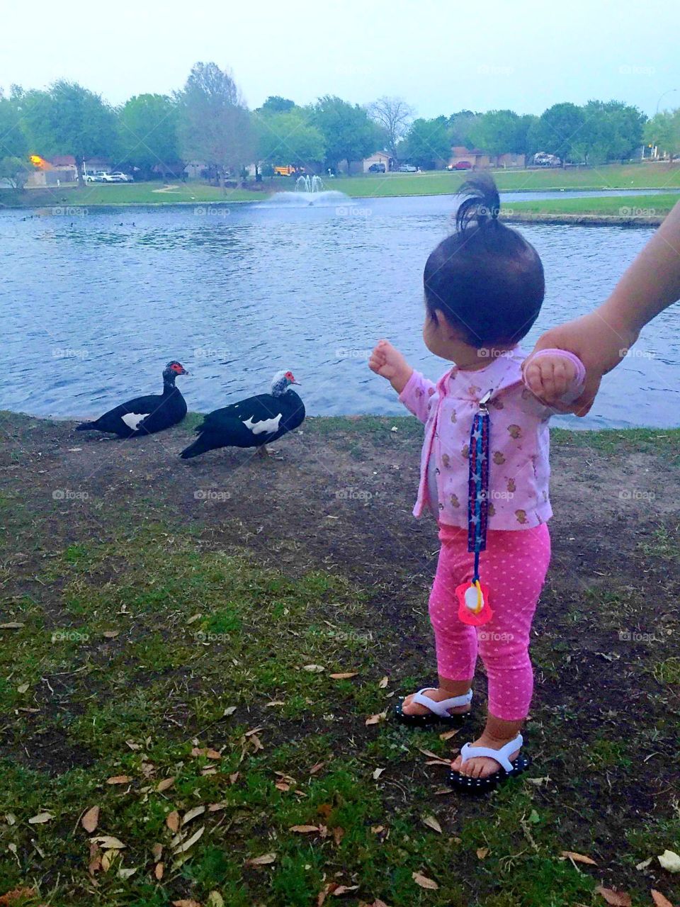 Arlington TX  Ducks park's