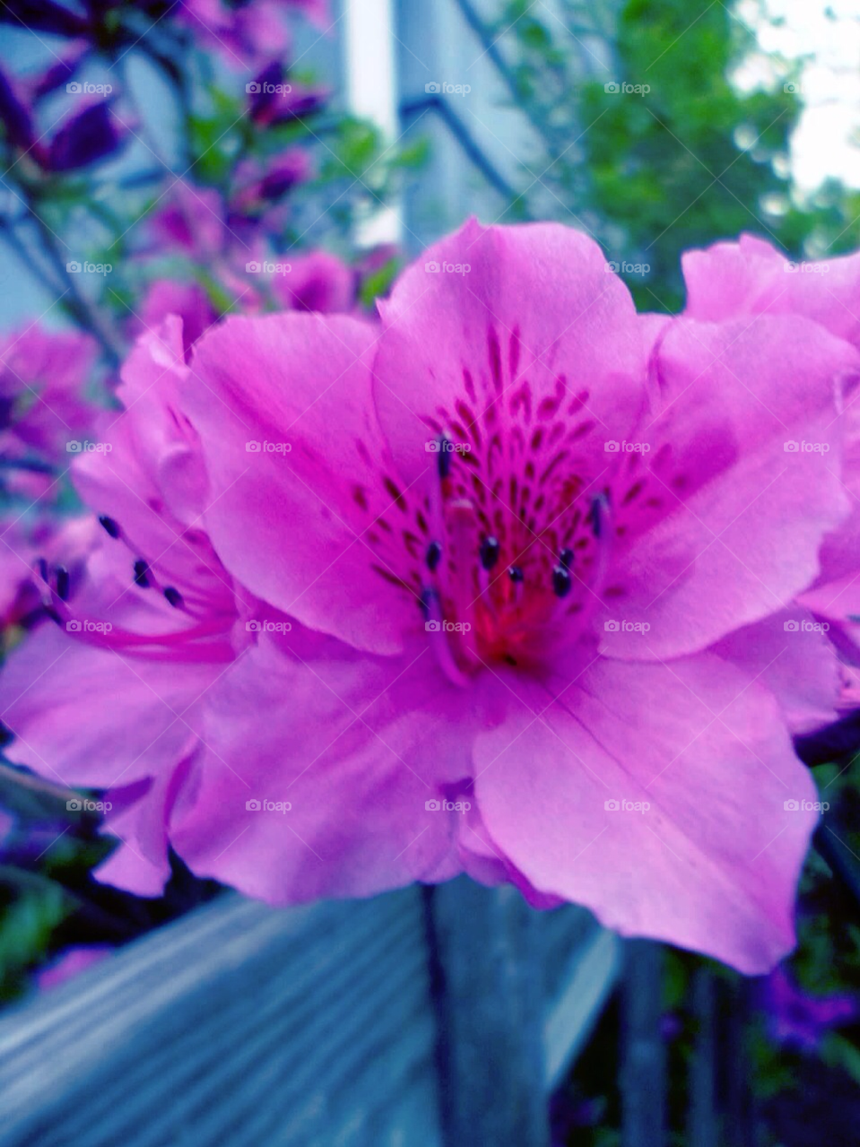 flowers azalea azaleas pink flower by jmh