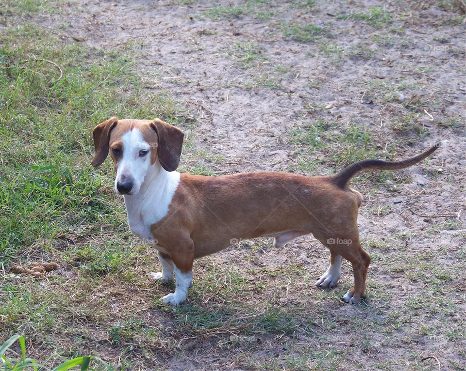 Dachshund