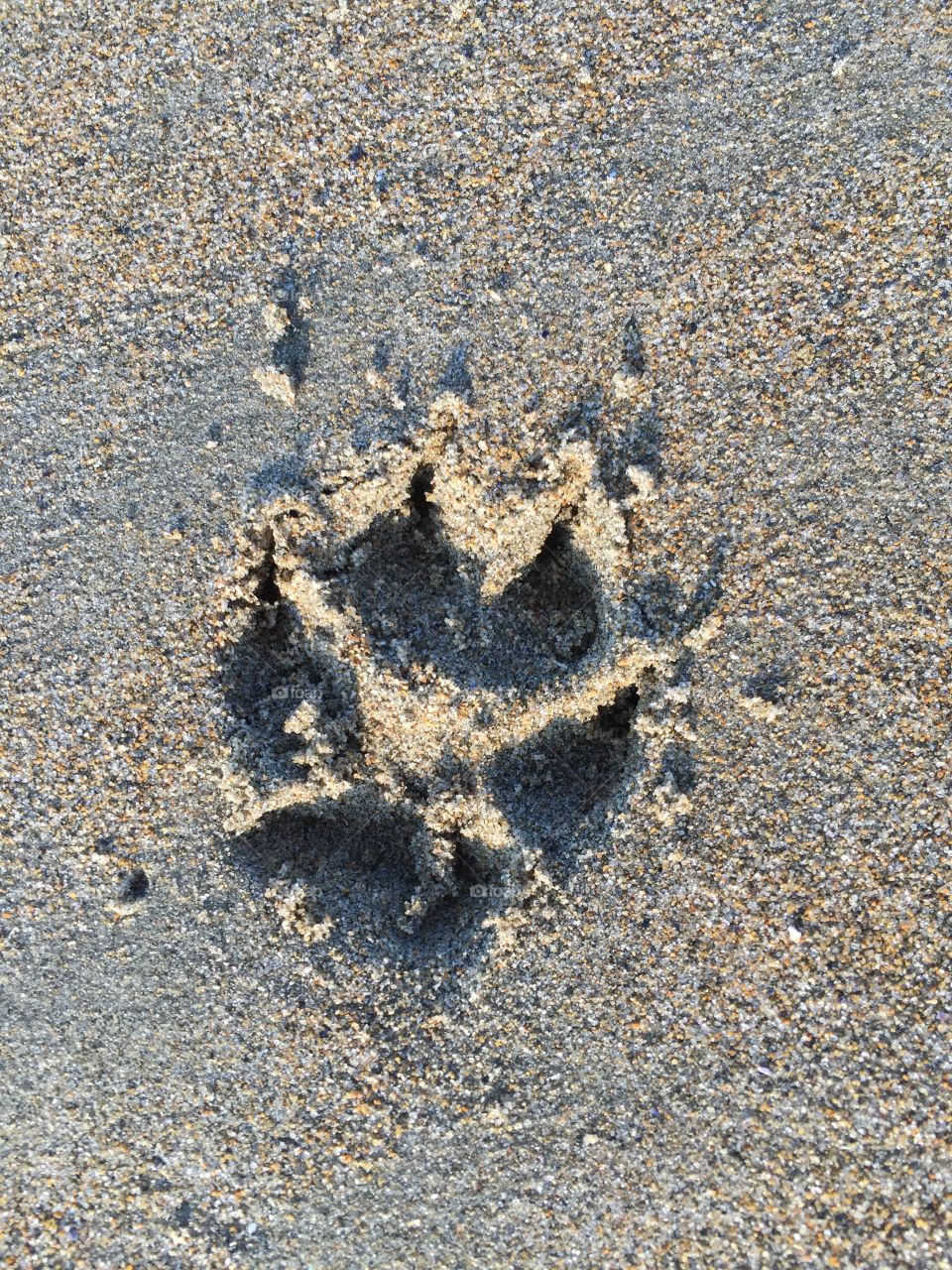 Paw print in the sand. 