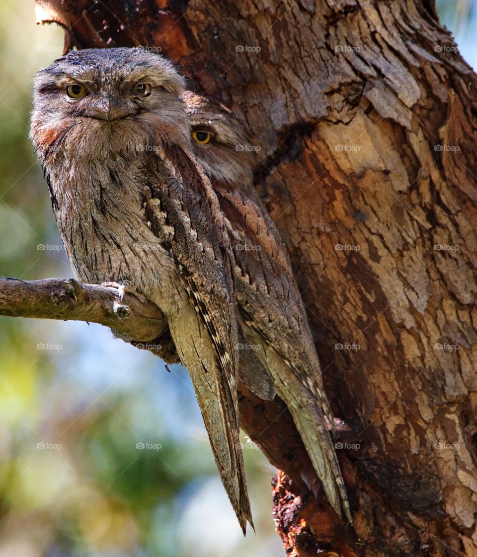 Tawny Frogmouth in a tree well camouflaged