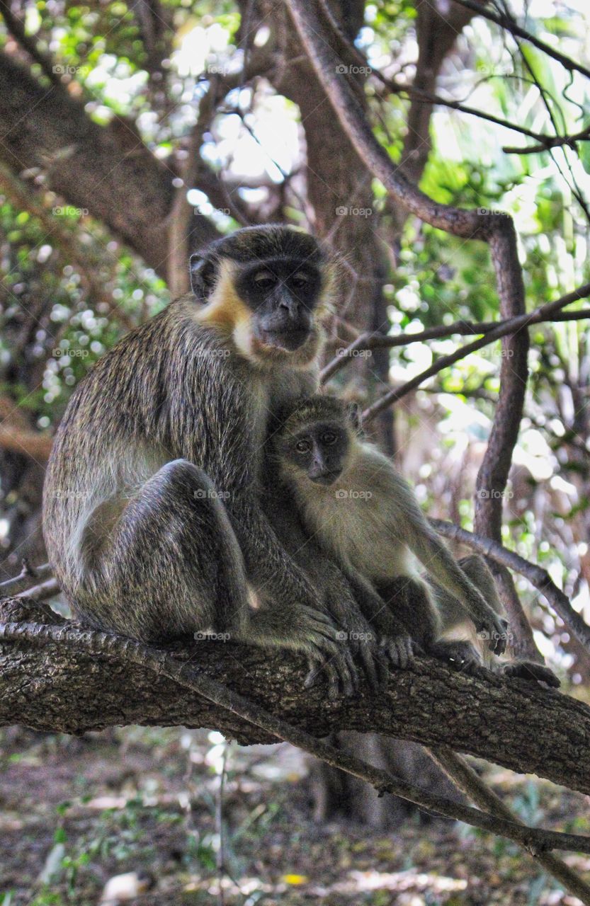 Green Vervet monkey mum and baby, Banjul