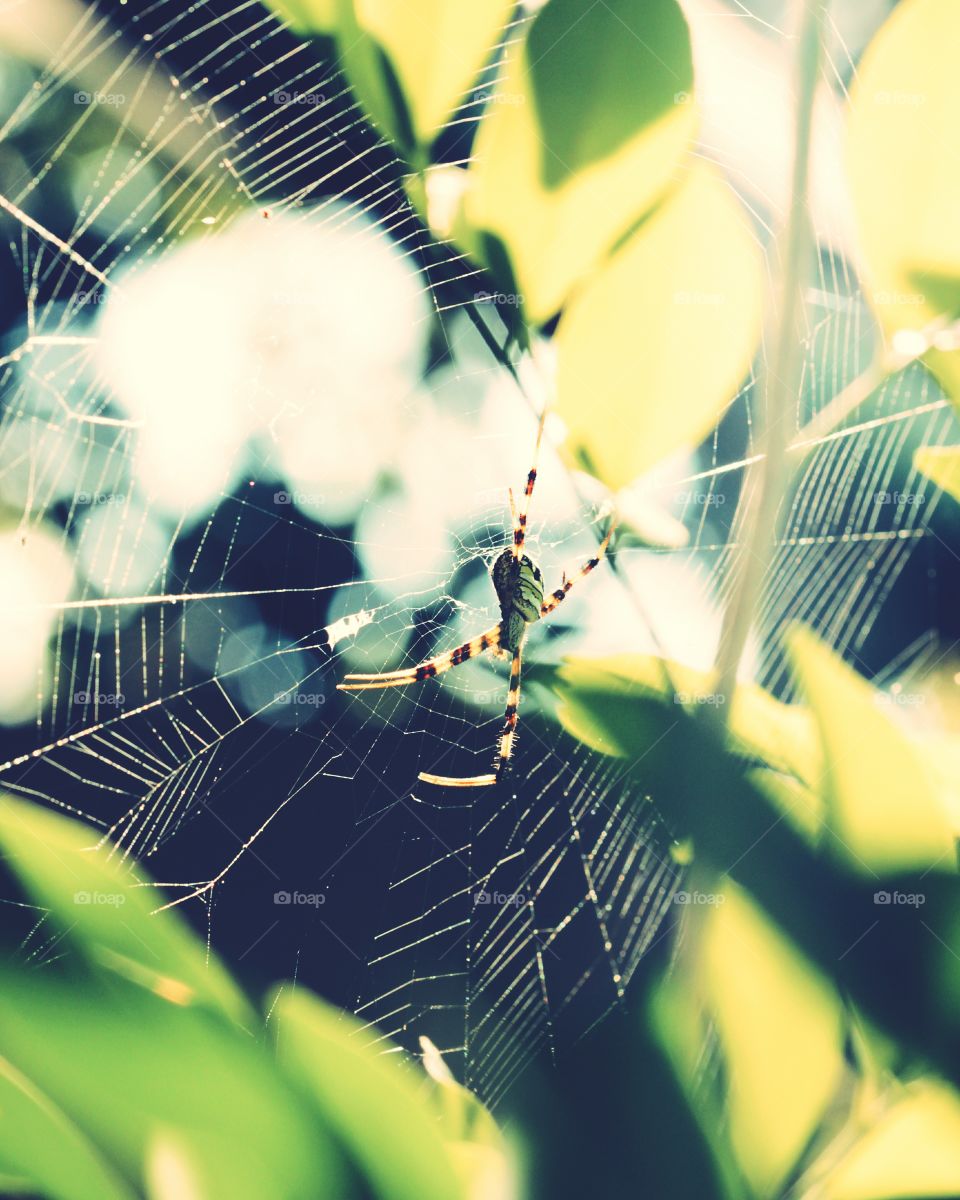 spider web