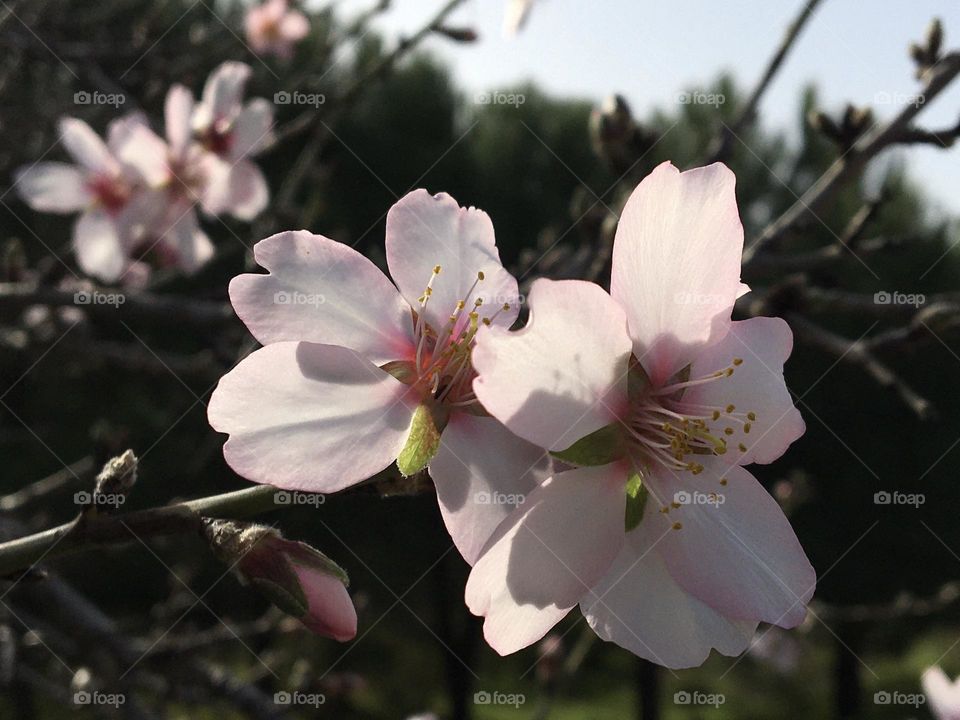 Almond tree flowers