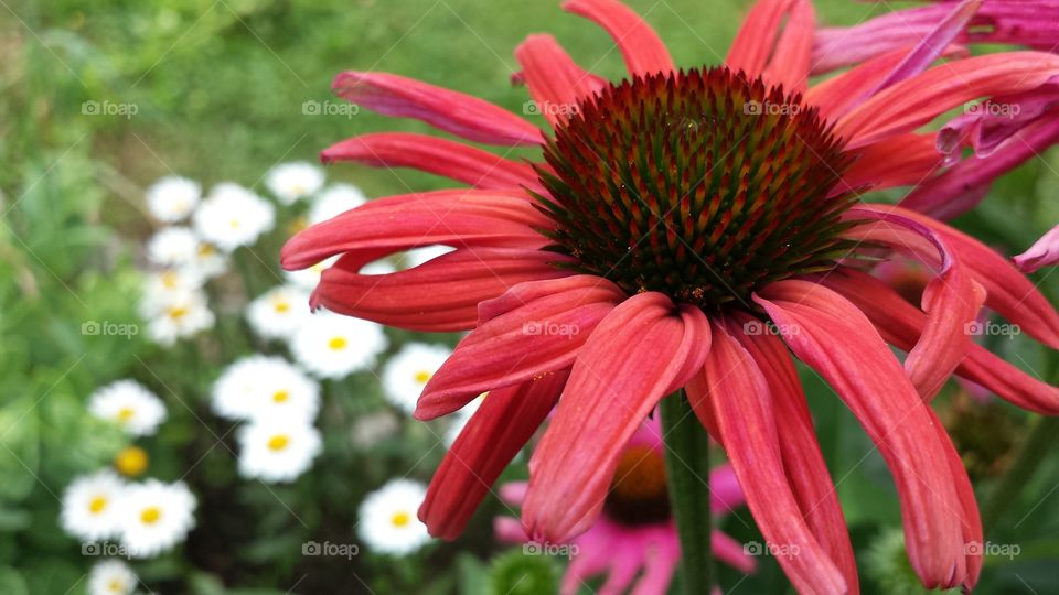 Coneflower