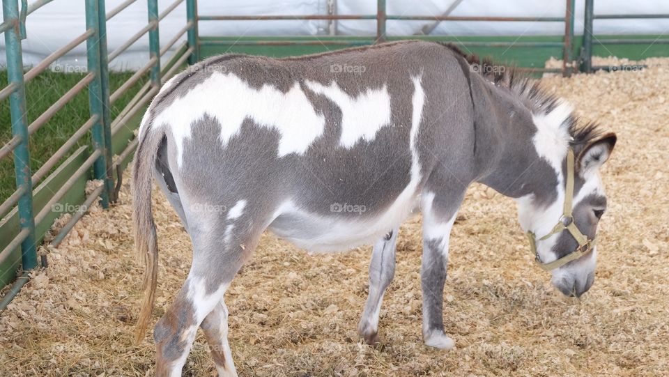 Farm animal, a donkey