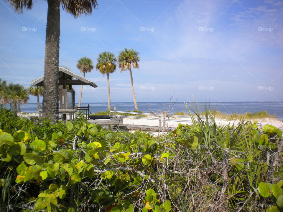 Palm trees and greenery on a Florida beach
