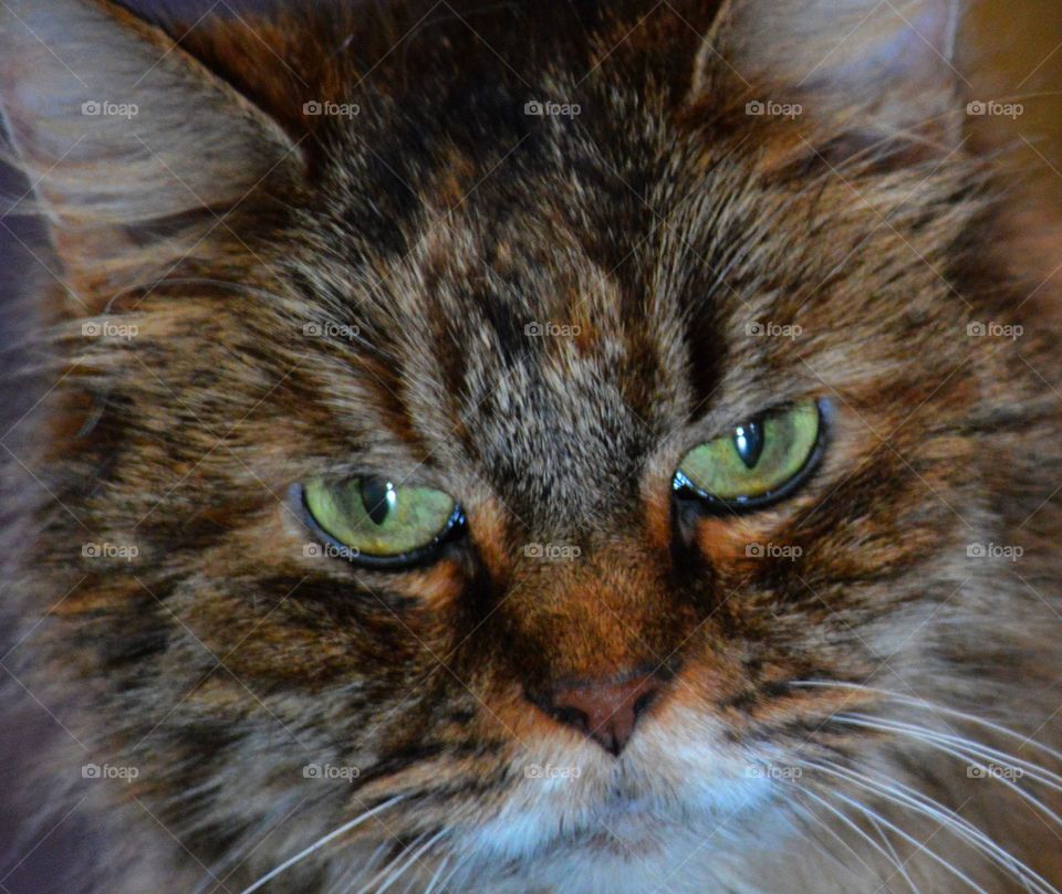 Shaggy the elderly tortouseshell cat. 