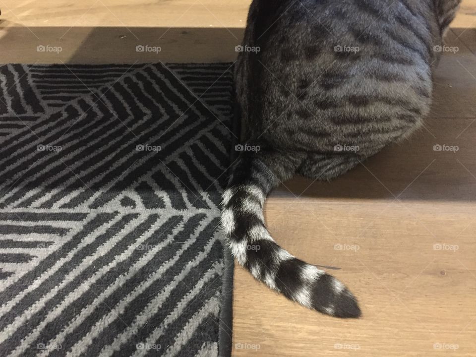 Cat is sitting by the carpet. The color of the cat is combined with the pattern of flooring 