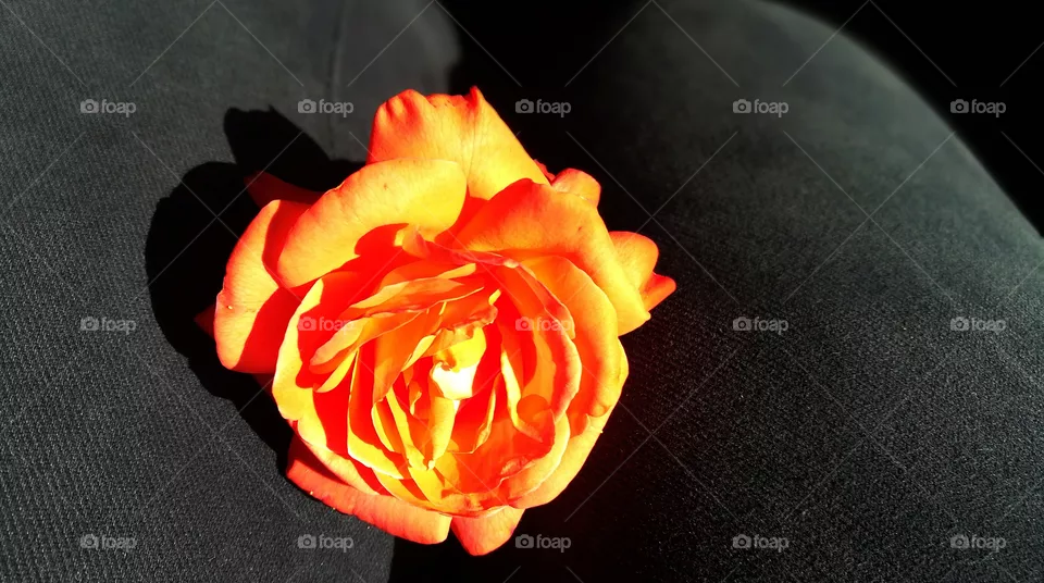 Fleur
