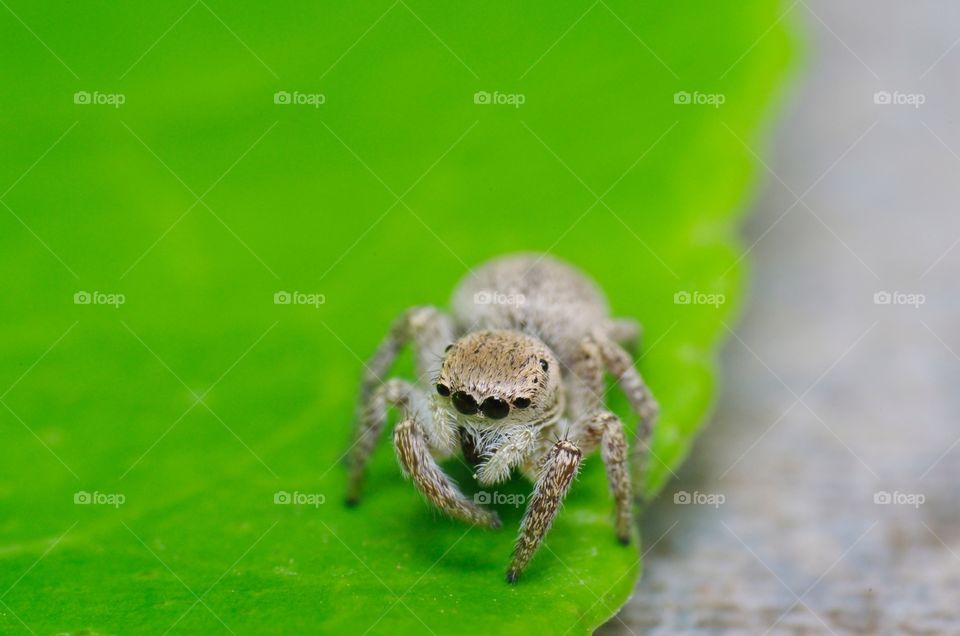 Jumping spider