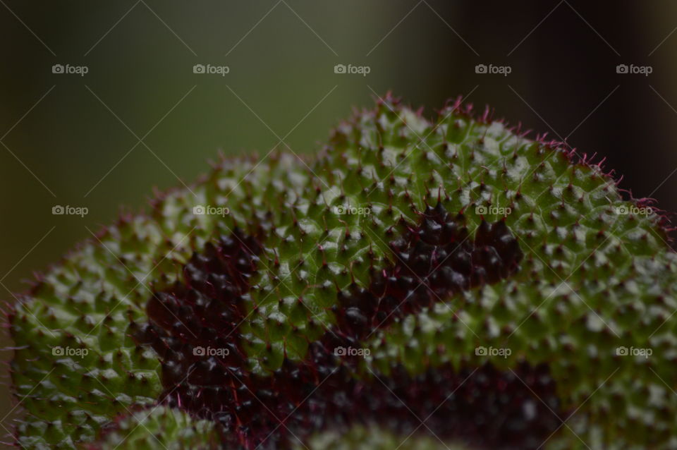 Close-up of green plant