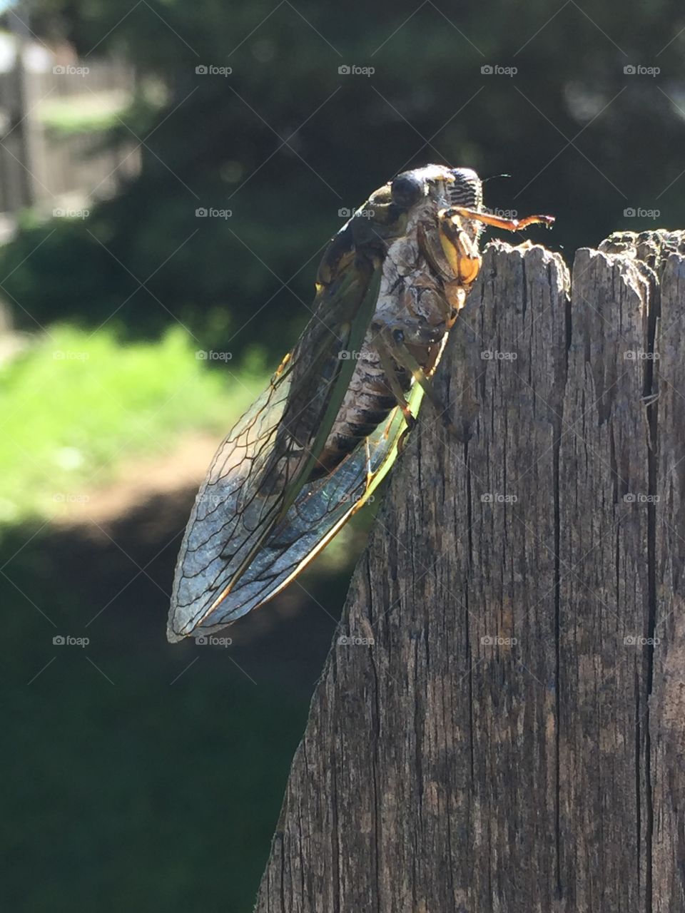 Cicada on a fence post