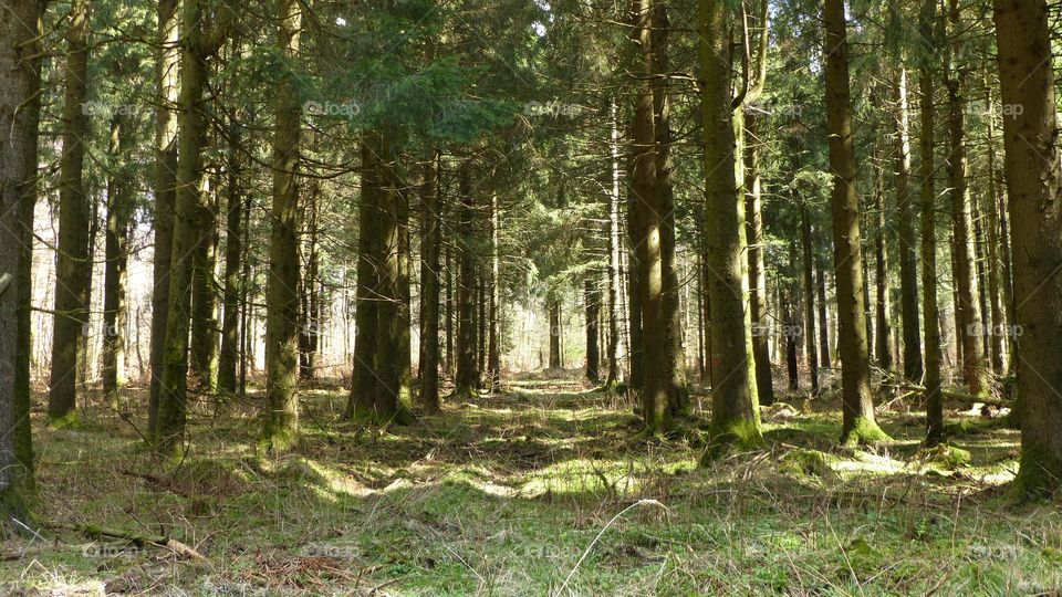 Wald, Bäume, Dickicht, Lichtspiel, grün