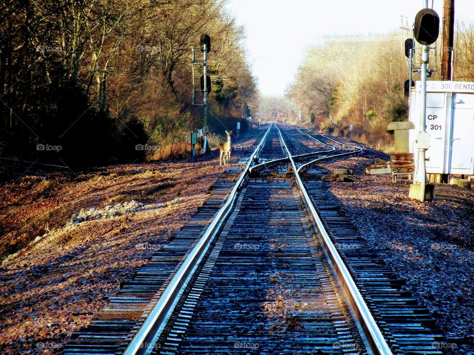 Deer by the Tracks
