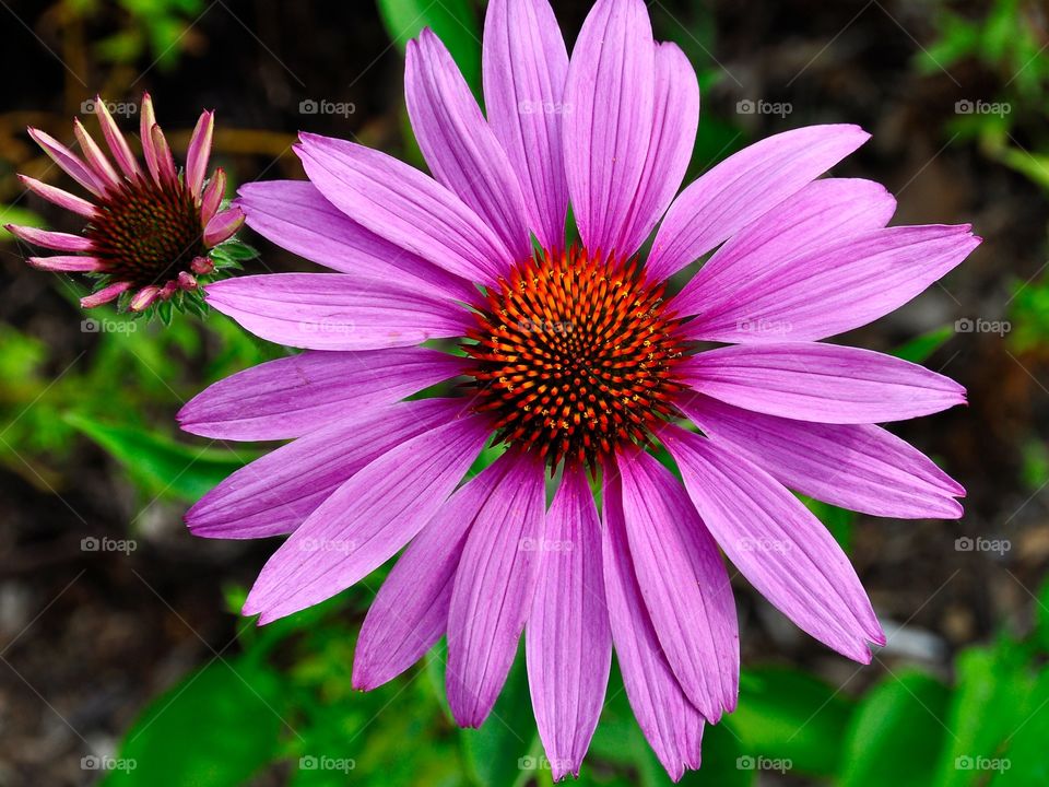 Purple Cora Flowers. Nature's natural beauty a purple 21 petal Cora flower. Vibrant colors and a terrific aroma. Grown on Governor's Island. 