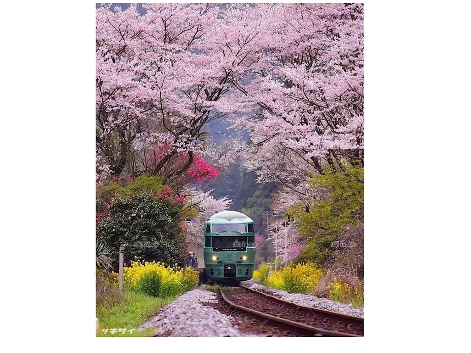 Yufuin no Mori is a luxurious express train that travels in Kyushu between Fukuoka (Hakata station) – Yufuin and Beppu. The train ride is well worth making on its own but best combined with an Onsen stay at Yufuin or Beppu. The Japan Rail 
