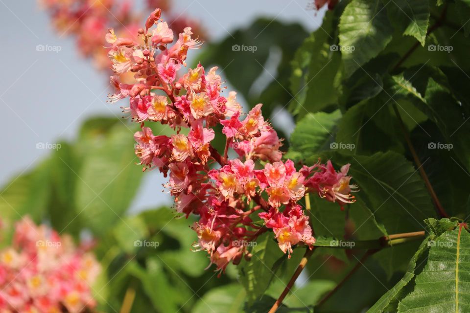 Chestnut flowers