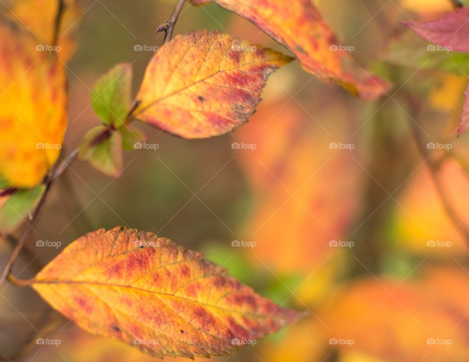 Fall shrubs