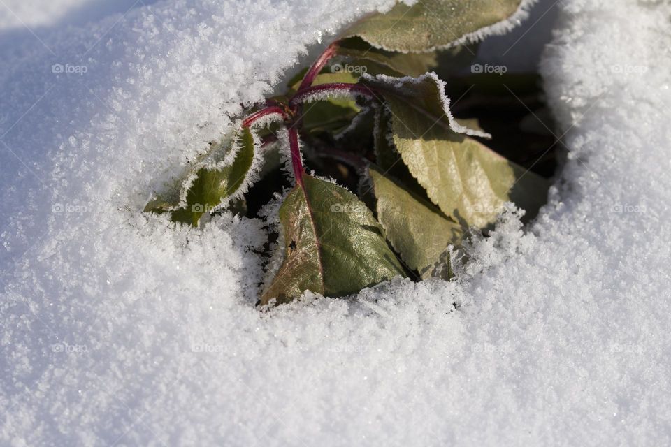 background from a leaves covered with hoarfrost.