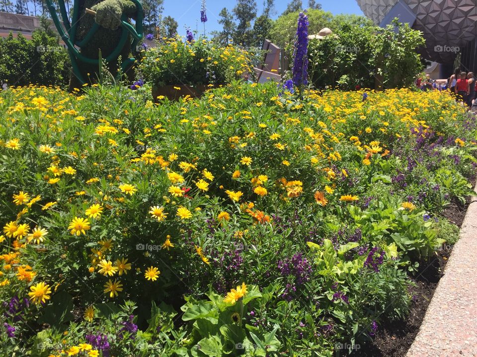 Yellow flowers. Yellow flowers at Epcot 