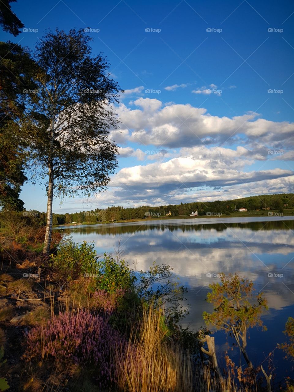 Lake in Sweden🇸🇪