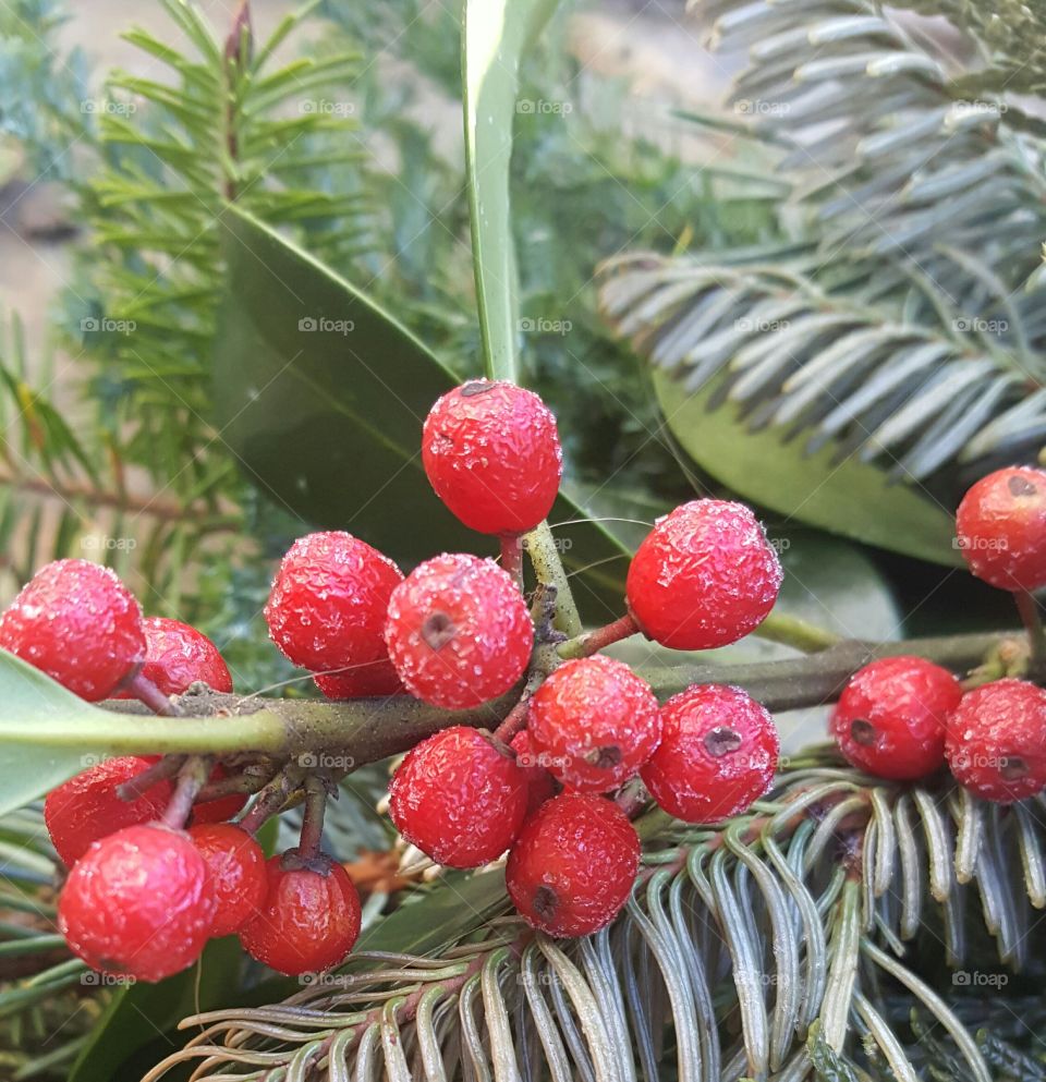 Tiny Berries