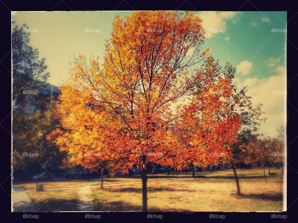Fall, Leaf, Maple, Landscape, Tree