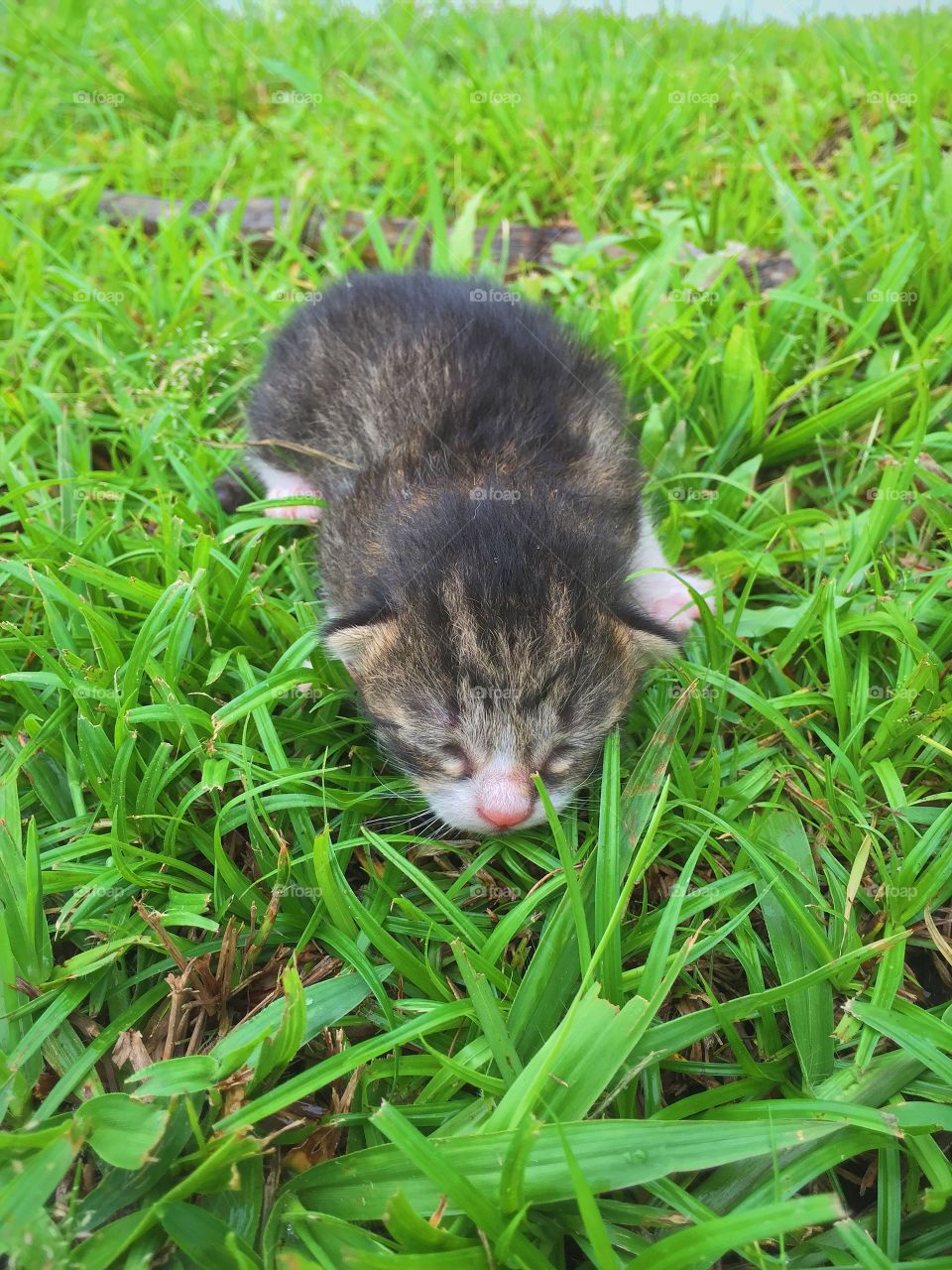 Kitten. Newly born yesterday 
