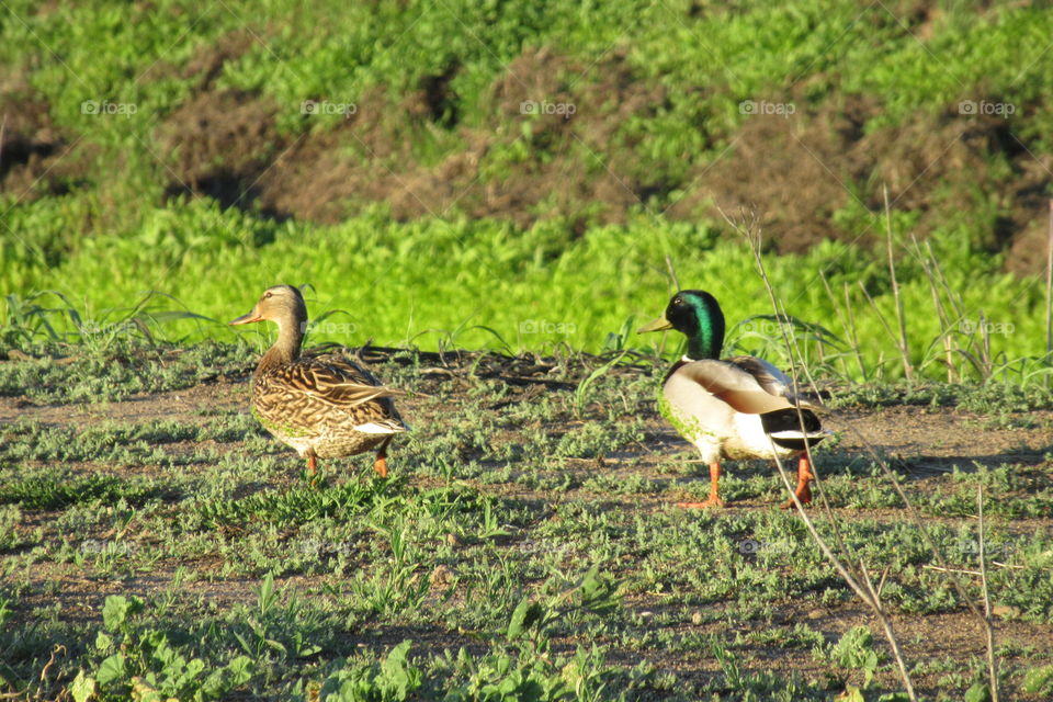 Ducks.