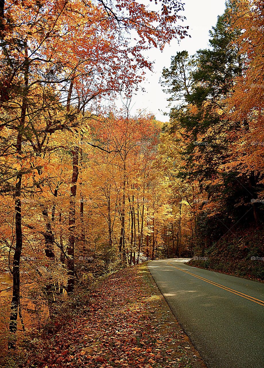 Summer vs Fall -  Colorful leaves sparkling from hardwood trees on a winding road - Fall is the most colorful season of the year when the weather becomes mild and leaves start falling from many types of trees