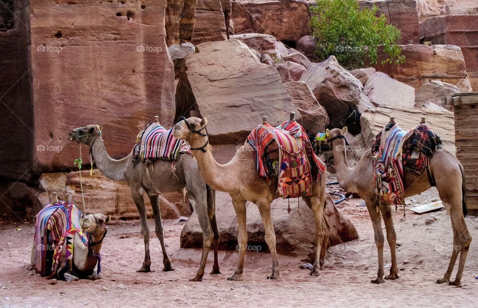Camels at Petra
