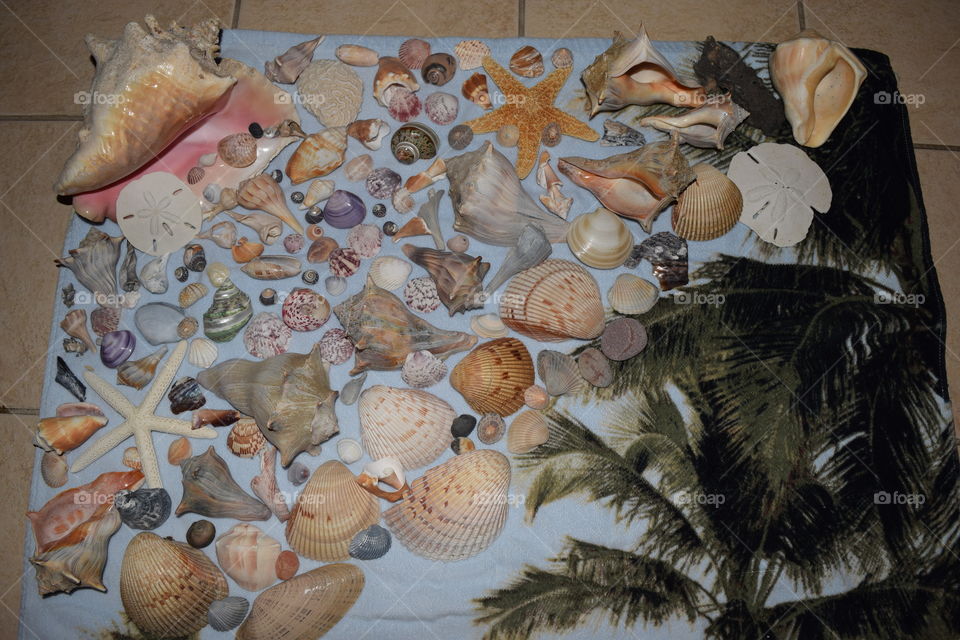 Sea shells 