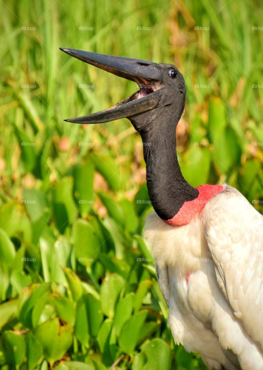 TUIUIÚ sorrindo