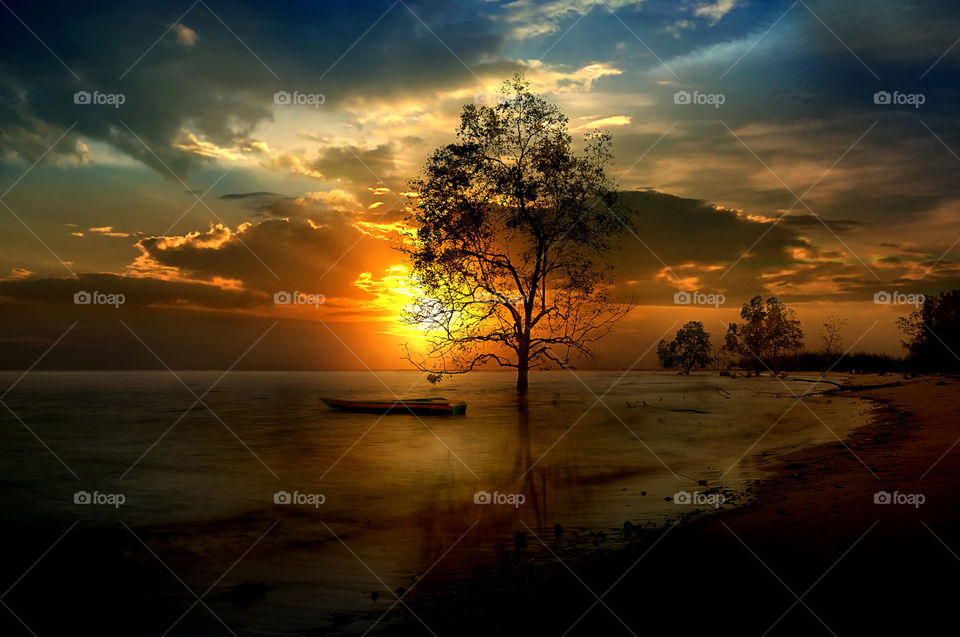 tree at tanjung beach