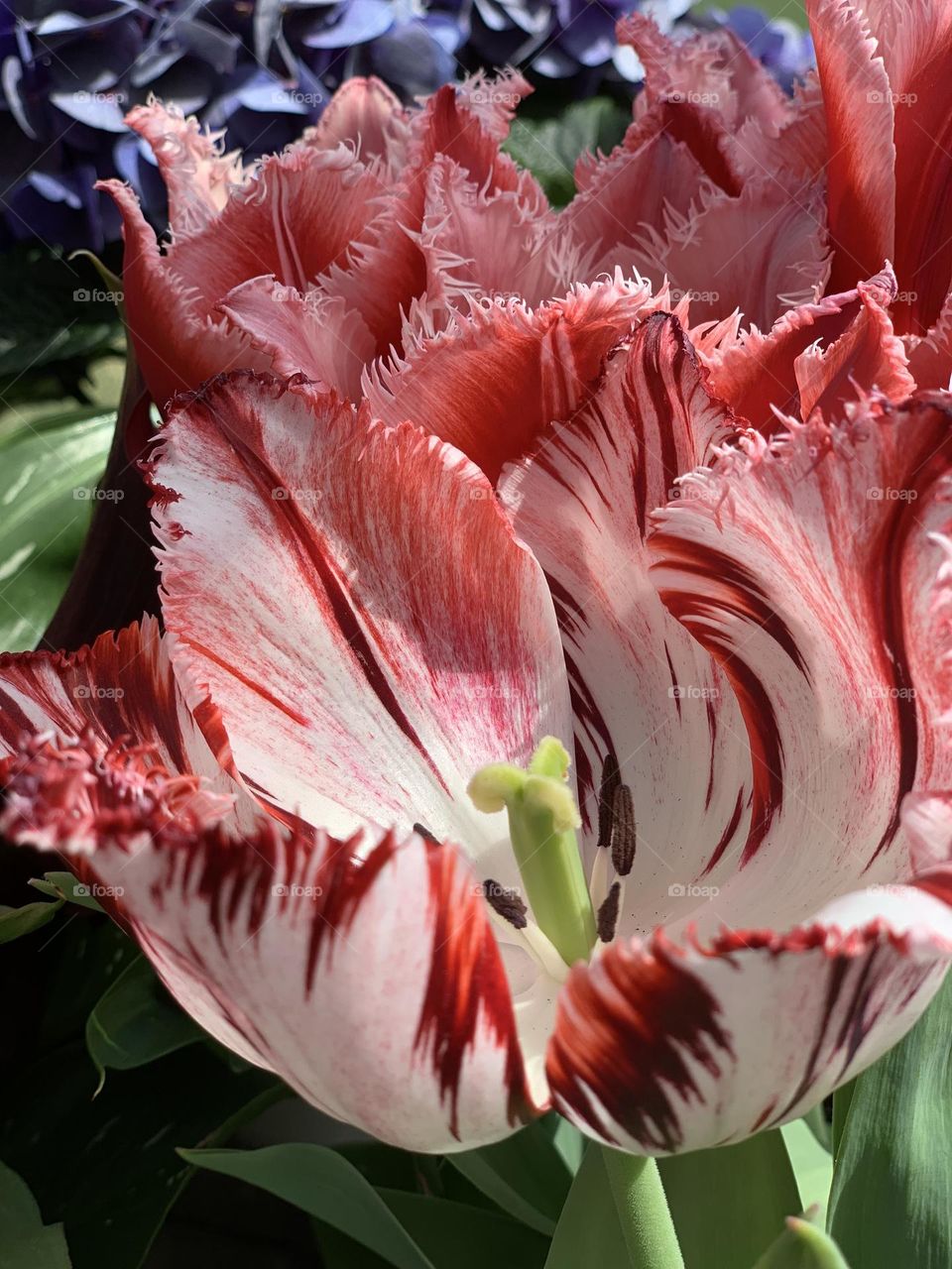 Tulip display at the Erie Botanical Garden Buffalo, New York