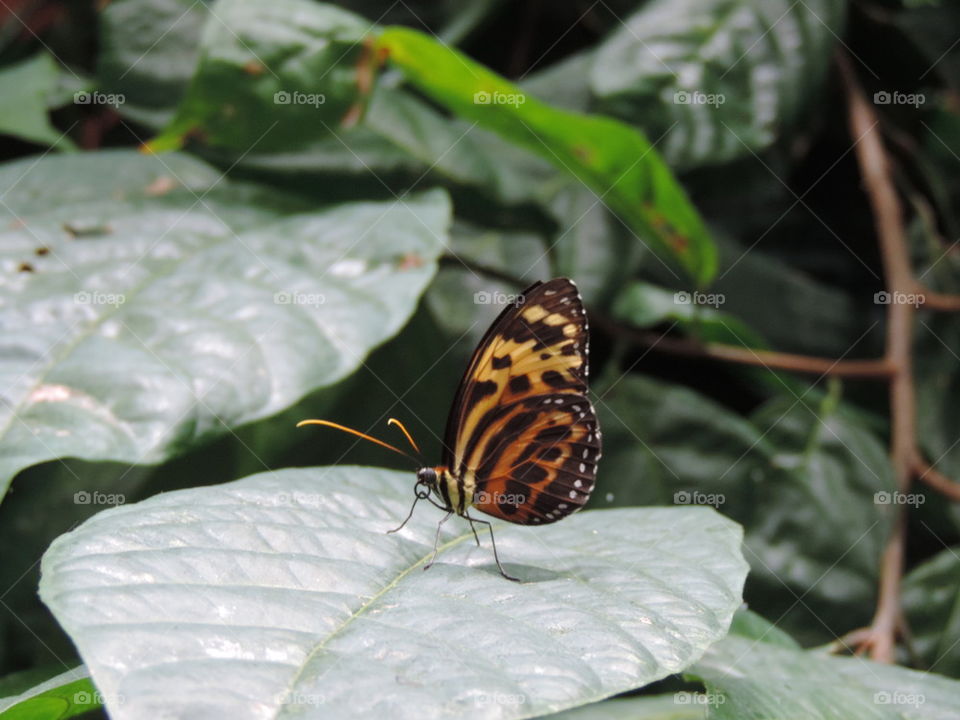 Butterfly on leaf.
