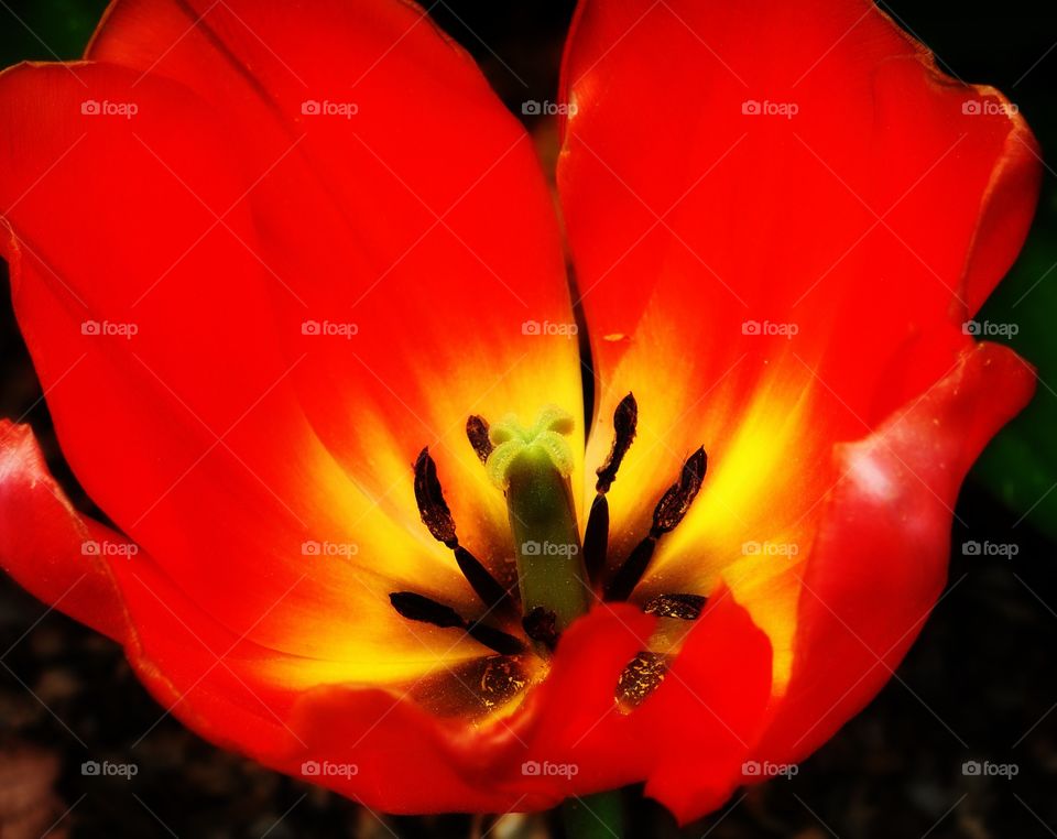 An up-close look at a fiery tulip bursting with vivid colors.