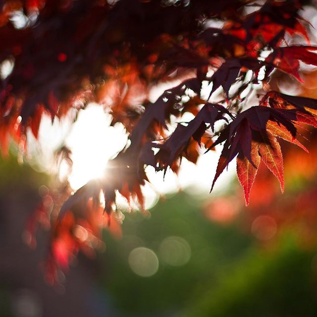 sunbeam of nature