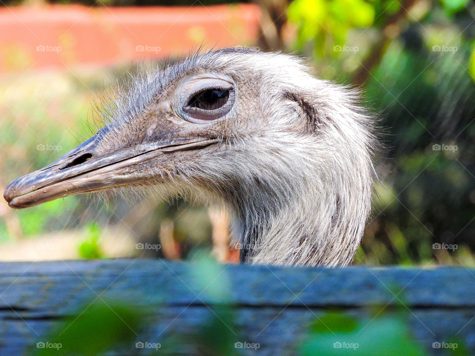 Ostrich in Glad Zoo, Jutland, Denmark.