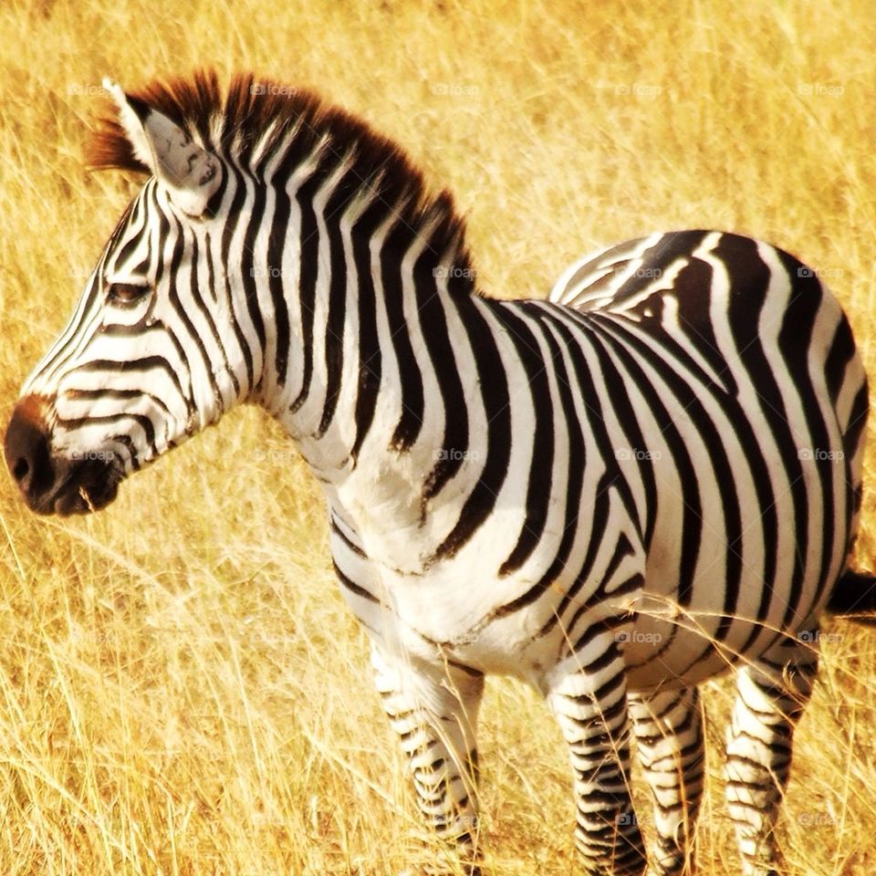 zebra masai mara by hannahdagogo
