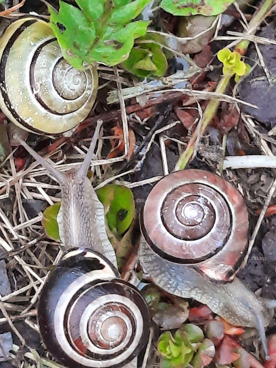 shell snails after rain